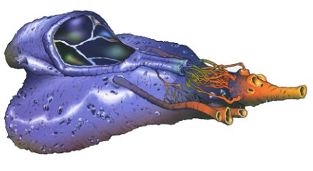 Datei:Coralskipper bg.jpg